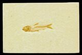 Fossil Fish (Knightia) - Green River Formation #130314-1